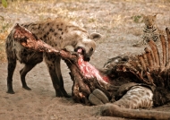 Hyena under leopard’s eyes