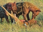 Hyenas devoring an impala