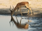 Impala-Nature beauty!