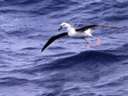 Juvenile Albatros