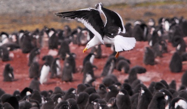 Kelp Gull Penguin’s predator