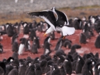Kelp Gull Penguin’s predator