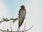 lesser Striped Swallow