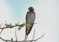 lesser Striped Swallow