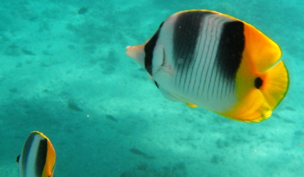 Double-saddle Butterflyfish