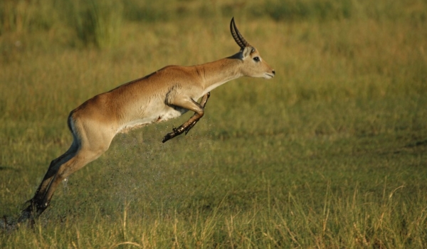 Reedbuck in action