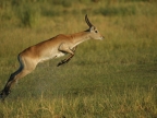 Reedbuck in action