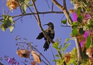 Scarlet-chested Sunbird-female