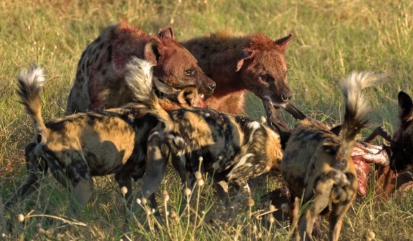 « Sharing » meat with Wild Dogs
