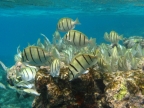 Shoal of Convict Tang