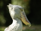 Shoe-billed Stork