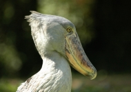 Shoe-billed Stork
