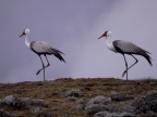 Wattled Cranes