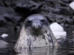 Weddell seal