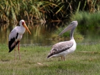 Yellow-billed Stork & Pelican