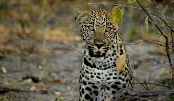 Young leopard in admiration