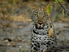 Young leopard in admiration