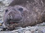 Elephant seal