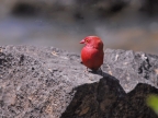 Red-billed Firefinch – male