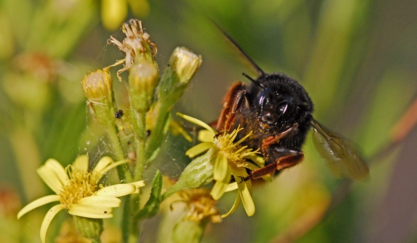 Bumblebee on Aromatic Inula