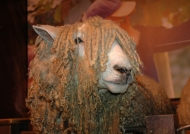 Local famous sheep