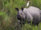 Kaziranga-One-horned Rhino