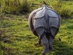 One-horned Rhino (bottom)
