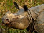 Kaziranga-One-horned Rhino