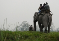 Early elephant ride for Rhinos