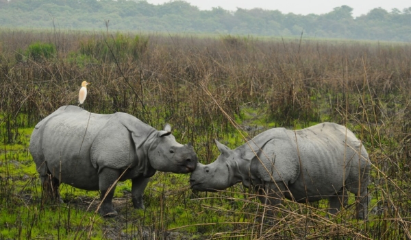 Rhino morning kiss