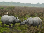 Rhino morning kiss