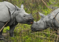 One-horned Rhinos