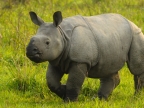India-Kaziranga NP-Young One-horned Rhino
