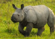 India-Kaziranga NP-Young One-horned Rhino