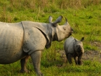 Kaziranga-One-horned Rhinos