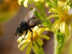 Fly on Aromatic Inula