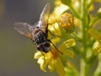 Fly on Aromatic Inula