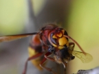 Hornet eating a fly