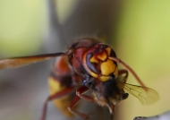 Hornet eating a fly