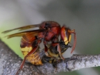 Hornet killing a fly