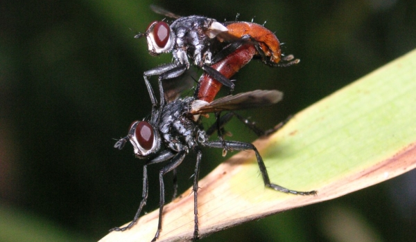 Hoverflies Phasia hemiptera