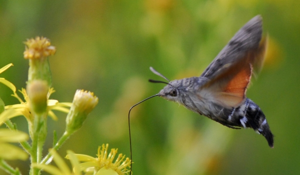 Corsica – Hawk-moth