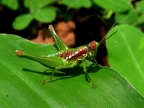 Amazon Grasshopper