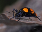 Aposematic fungus Beetle