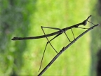 Camouflaged Stick Grasshopper