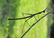 Camouflaged Stick Grasshopper