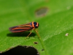 Cicadellid Leafhopper