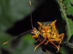 Grasshopper Hippacris Diversa