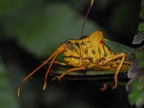 Grasshopper Hippacris Diversa