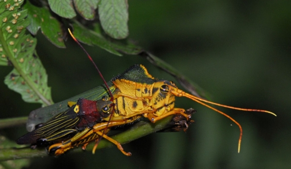 Peru – Amazonia – Grasshopper Hippacris diversa